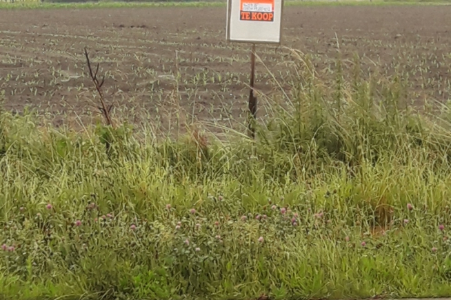 Landbouwgrond te Puurs Landbouwgrond te Puurs