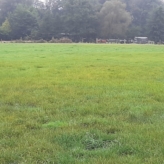 Weiland te koop in Hechtel-Eksel