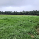 Weiland te koop in Eksel