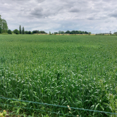 11,4 HA Landbouwgebied Houtstraat Wellen