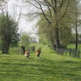 Omheinde weide te koop