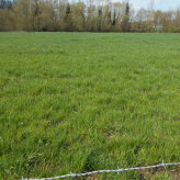 Landbouwgrond/ Weide te koop