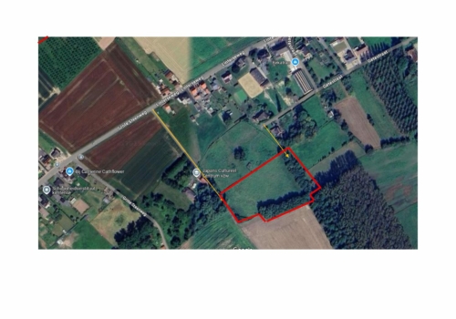 🌳 TE KOOP: Bosgrond in Zoutleeuw – 11.228 m² nieuw aangeplant bos met volwassen bosrand 🌳