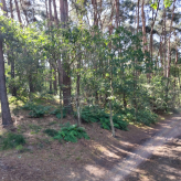 Bosgrond te koop in Heist-op-den-Berg ( Schriek )