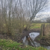 🌳 TE KOOP: Bosgrond in Zoutleeuw – 11.228 m² nieuw aangeplant bos met volwassen bosrand 🌳