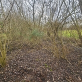 🌳 TE KOOP: Bosgrond in Zoutleeuw – 11.228 m² nieuw aangeplant bos met volwassen bosrand 🌳