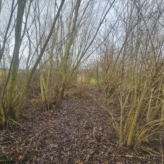 🌳 TE KOOP: Bosgrond in Zoutleeuw – 11.228 m² nieuw aangeplant bos met volwassen bosrand 🌳