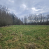 🌳 TE KOOP: Bosgrond in Zoutleeuw – 11.228 m² nieuw aangeplant bos met volwassen bosrand 🌳