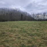 🌳 TE KOOP: Bosgrond in Zoutleeuw – 11.228 m² nieuw aangeplant bos met volwassen bosrand 🌳