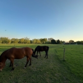 Weidegrond Brugge