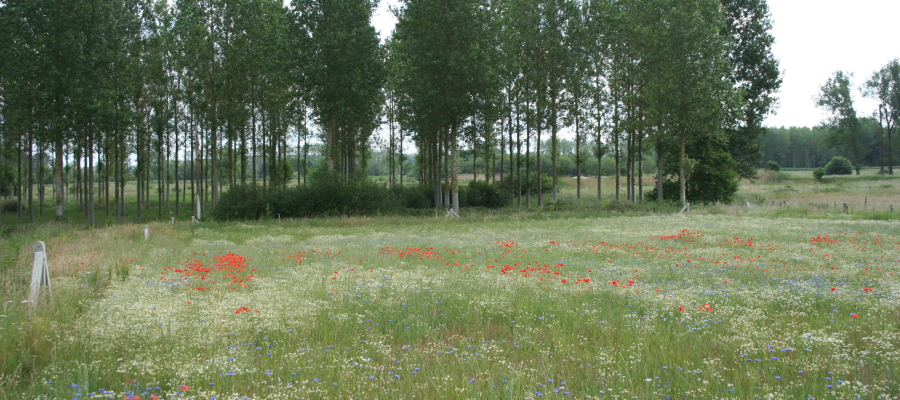 Wat is de waarde van landbouwgrond in Vlaanderen?