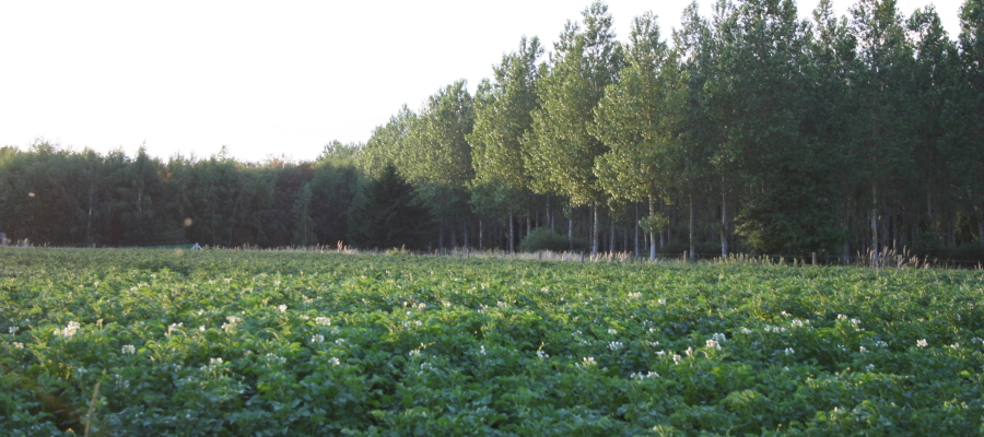 Waarom is landbouwgrond kopen interessant?