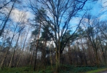 Weide grond met bomen op
