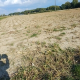 Bouwland in Ranakkers Opwijk