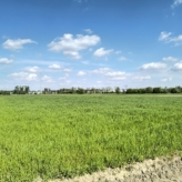 Ramsdonk: 3 percelen LANDBOUWGROND – pachtvrij
