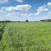 Ramsdonk: 3 percelen LANDBOUWGROND – pachtvrij