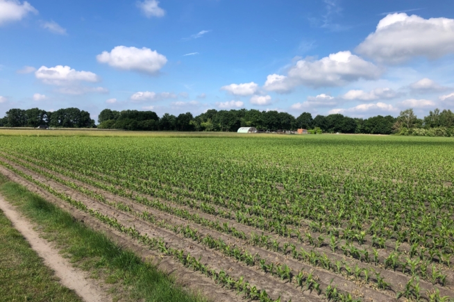 Goedgelegen landbouwgronden in Geel Goedgelegen landbouwgronden in Geel