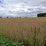 1 Ha landbouwgrond te Tielt-Winge