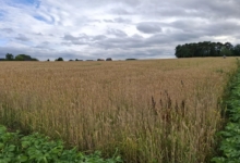 1 Ha landbouwgrond te Tielt-Winge