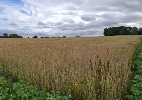 1 Ha landbouwgrond te Tielt-Winge