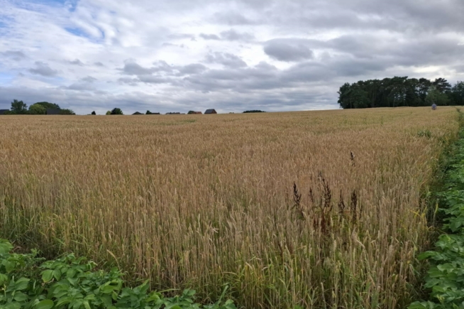 1 Ha landbouwgrond te Tielt-Winge