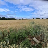 1 Ha landbouwgrond te Tielt-Winge