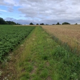 1 Ha landbouwgrond te Tielt-Winge