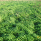 3,5 ha weiland te koop te Stalhille (Jabbeke)