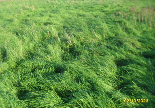 3,5 ha weiland te koop te Stalhille (Jabbeke) 3,5 ha weiland te koop te Stalhille (Jabbeke)