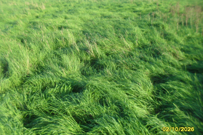 3,5 ha weiland te koop te Stalhille (Jabbeke)