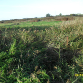 3,5 ha weiland te koop te Stalhille (Jabbeke)